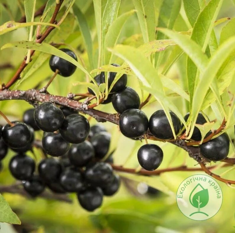 Вишня бессея. Вишня войлочная бессея. Вишня бессея (Prunus besseyi). Вишня бессея Бриз.