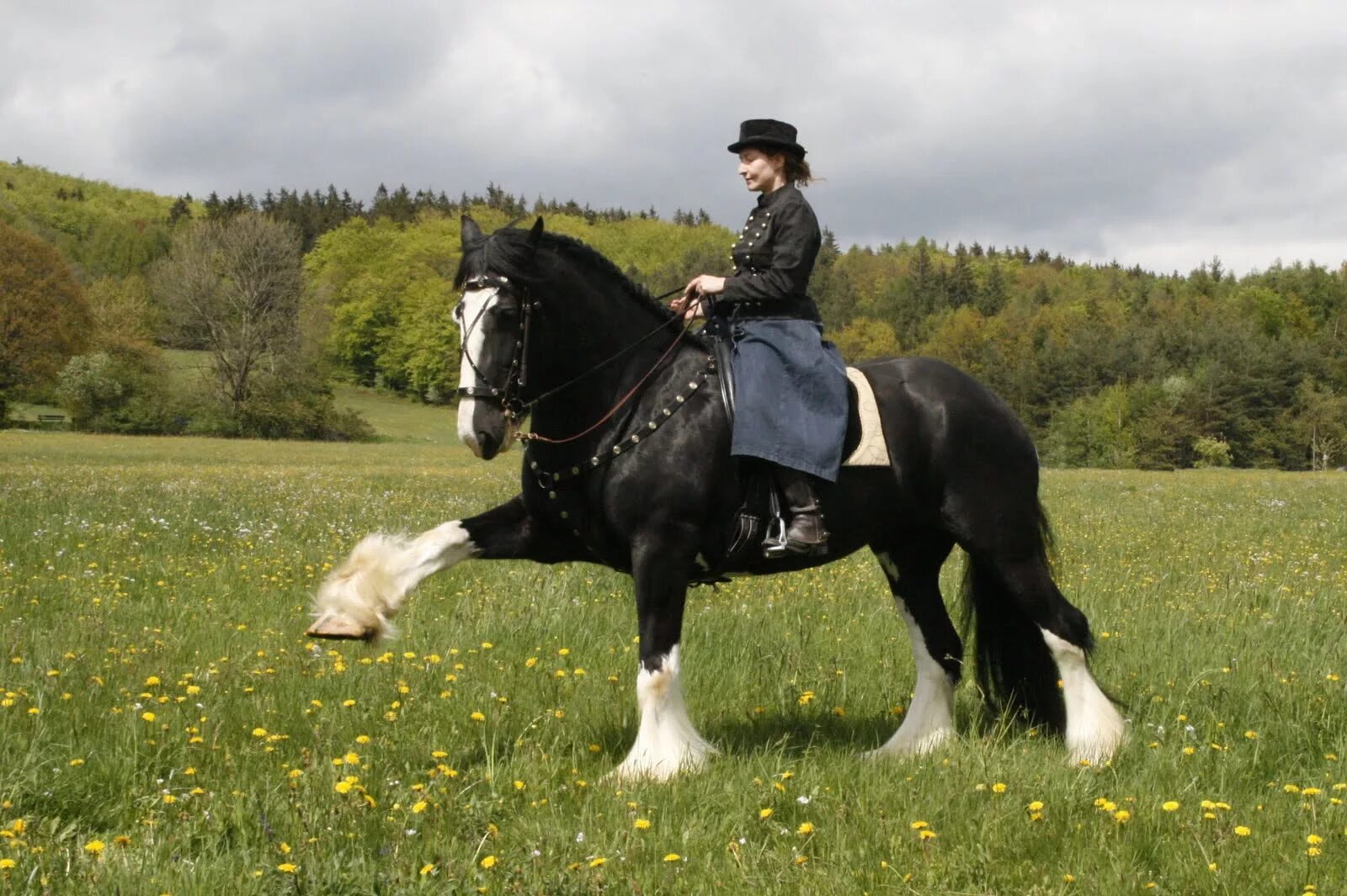 шайр голиаф. лошади породы шайр. каштановый шайр. мэттью шайр. шайр жеребенок гнедой.