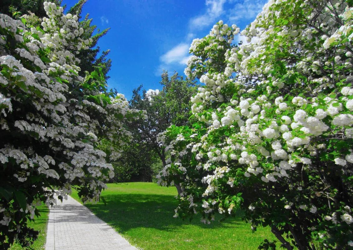 калина красная девушка. калина обыкновенная розеум куст. черемуха цветет. рябина любовь. калина куст цветет.