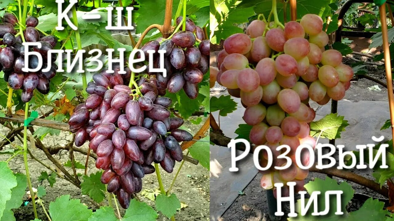 Кишмиши селекции Калугина. Виноград джазби