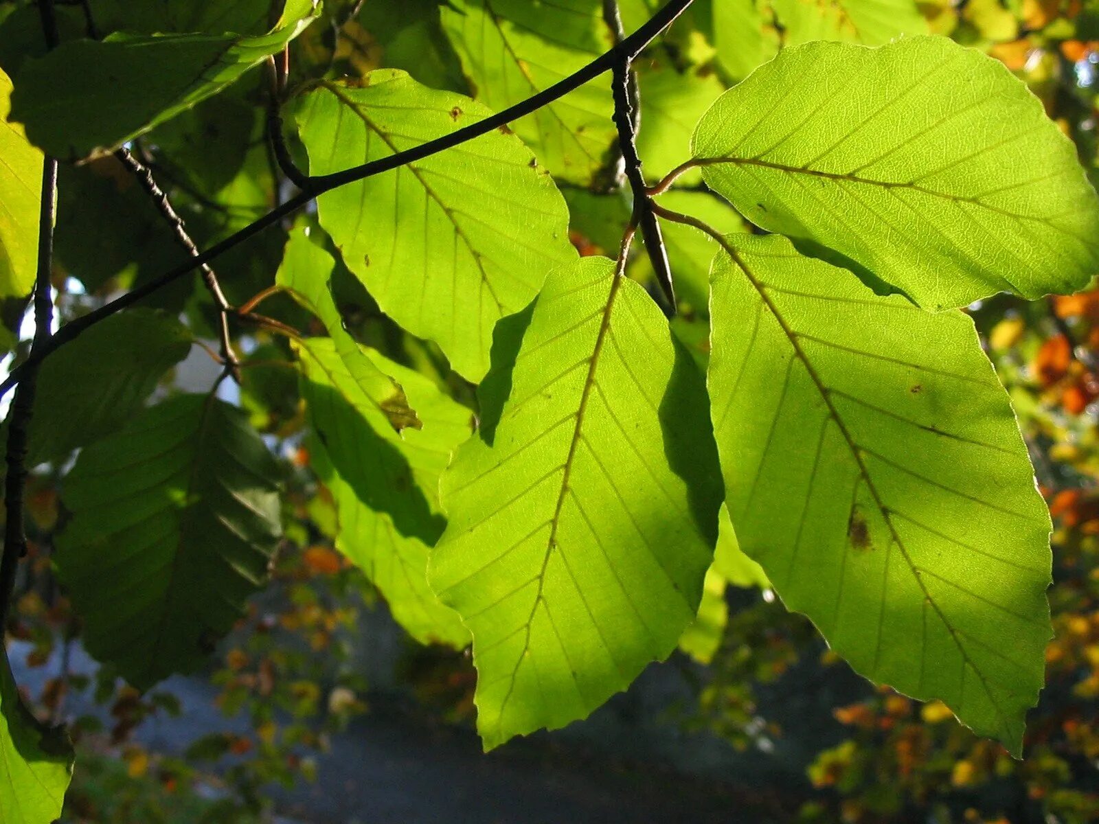 Дерево не дало листьев. Вяз гладкий лист. A Beech лист. Граб дерево листья. Листья широколиственных деревьев.