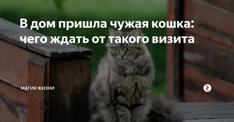 К чему пришел черный кот в дом