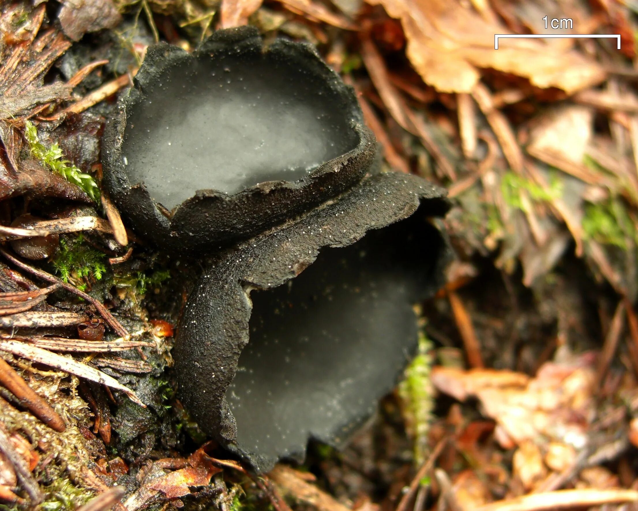 Черная капа. Cup fungi fungus грибы. Грибы черный принц. Псевдоплектания чёрная. Грибы керамика.