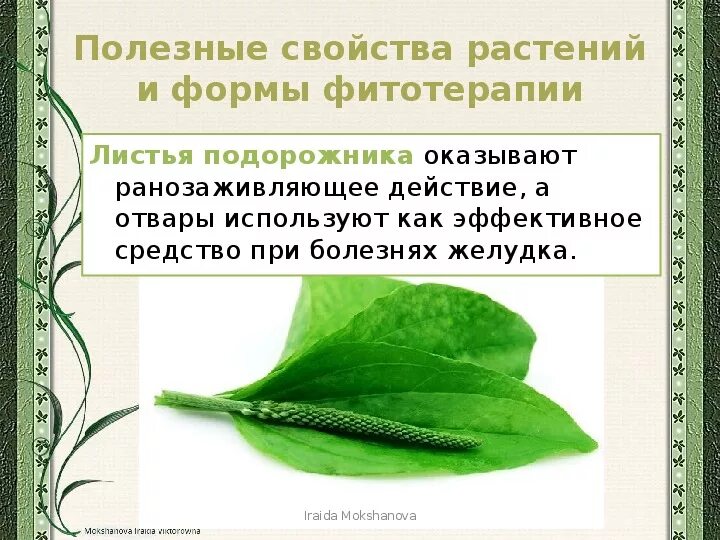 Подорожник как используется человеком. Полезное растение подорожник. Целебные свойства подорожника. Подорожник лекарственное растение. Лекарственные свойства подорожника.