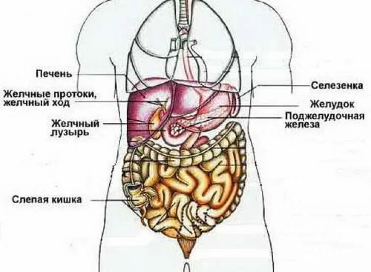 Какие органы в левом подреберье