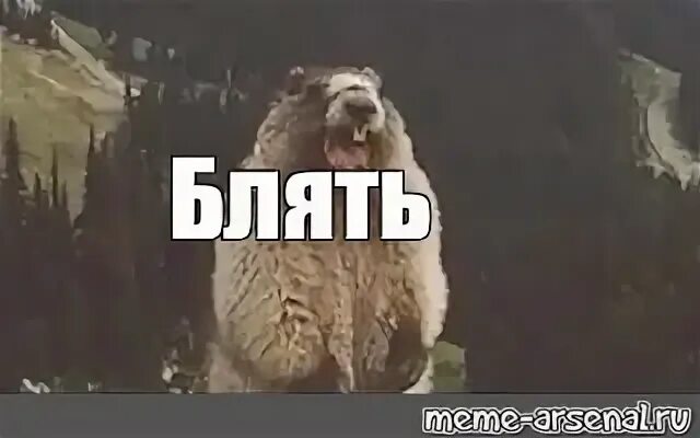 Девушка бобер из мема Все мемы annasophia3 Рисовач .Ру