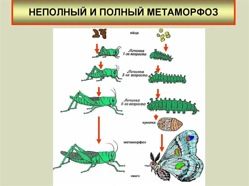 Развитие с неполным превращением характерно для. Стадии развития насекомых с неполным превращением. Схема развития насекомых с неполным превращением. Схема развития животных с неполным превращением. Фазы развития насекомых с неполным превращением.