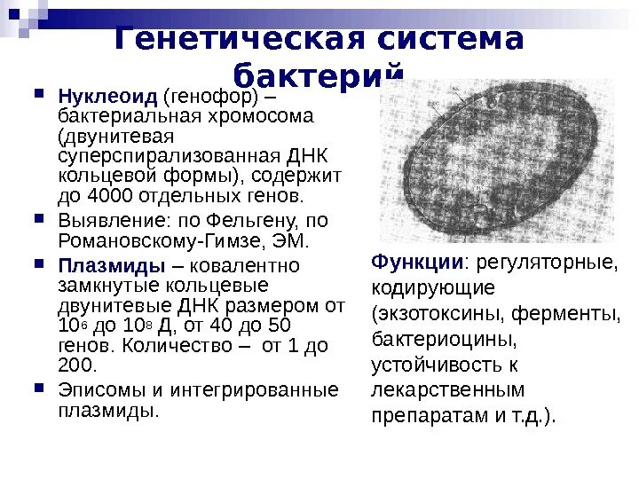 Форма кольцевой днк. Нуклеоид метод выявления. Окраска по Фельгену нуклеоид. Нуклеоид бактерий окраска. Нуклеоид бактерий метод выявления.