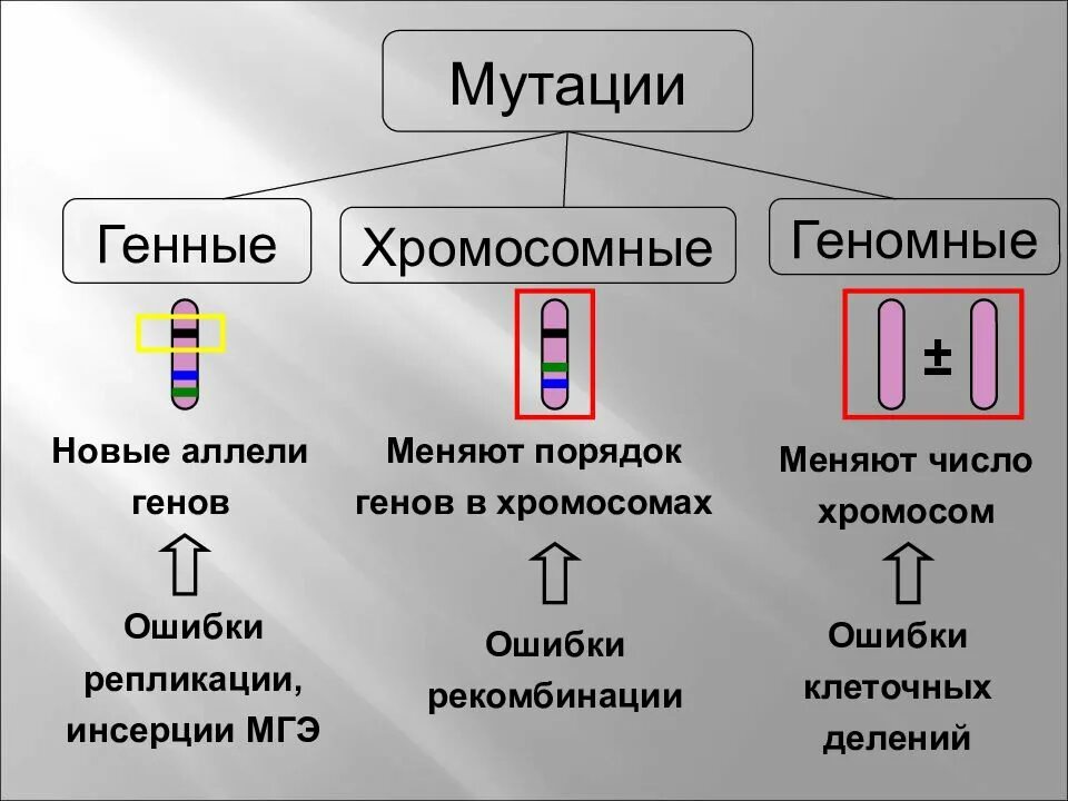 Классификация хромосомных мутаций таблица. Схема геномные и хромосомные мутации. Хромомосомные мутации. Виды хромосомных геномных мутаций. Типы мутаций таблица.