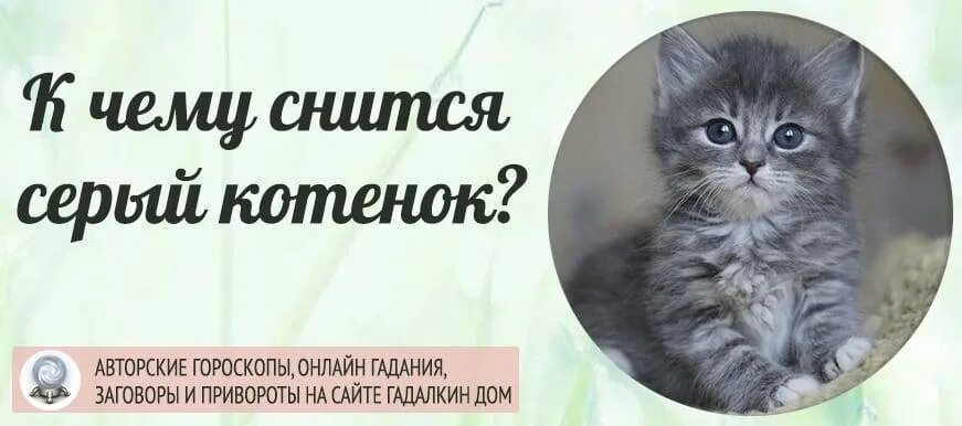 Кошки во сне для женщины к чему. К чему снятся котята. К чему снится серый кот. Серый котенок во сне. К чему снится котенок снится котенок.