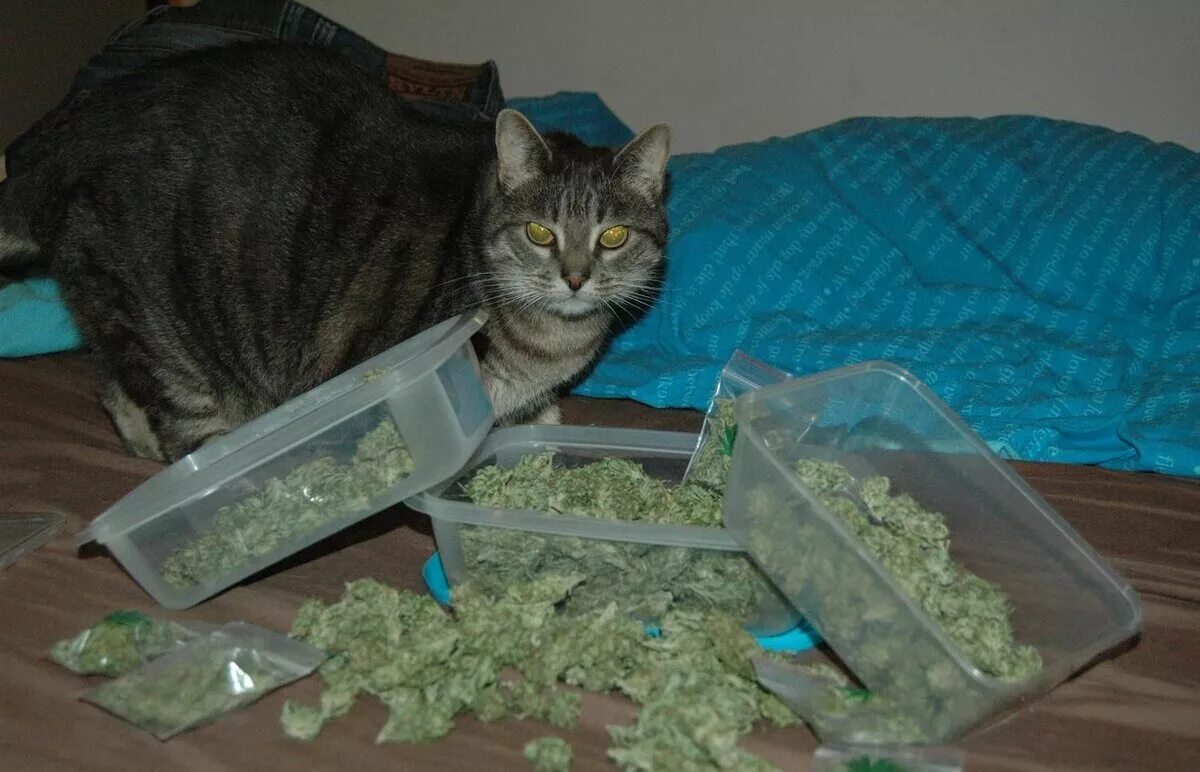 Котики наркотики. Кот наркот. Кот с марихуаной. Коты с коноплей. Дают ли собаке валерьянку