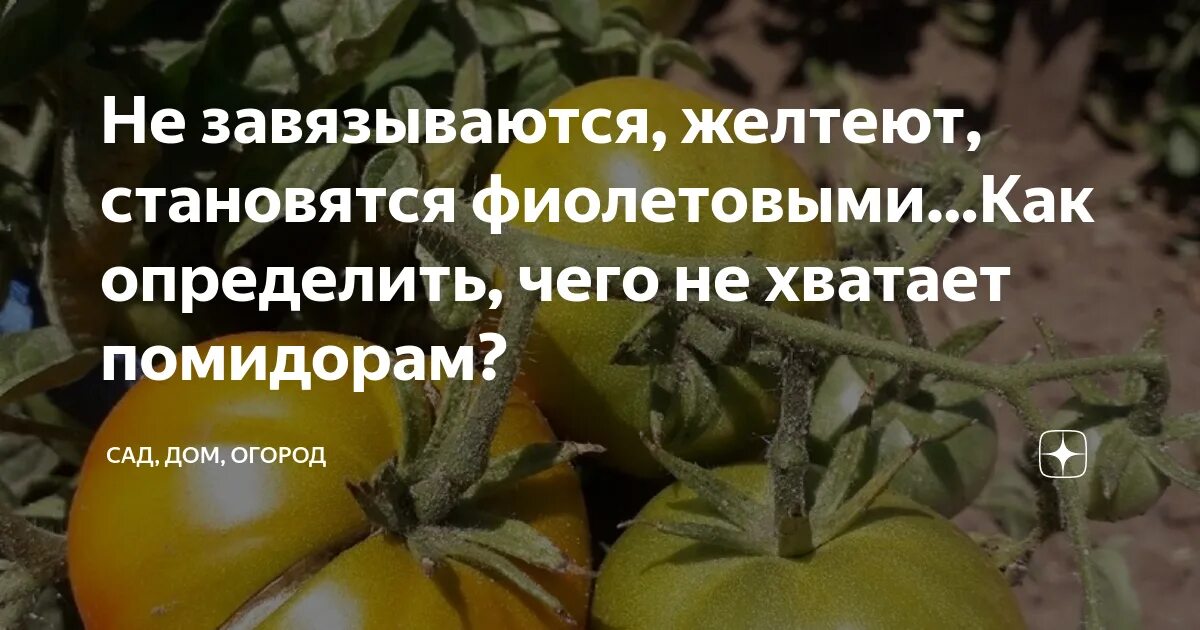 Определить по листьям томатов чего не хватает. Как определить чего не хватает томатам. желтеют листья у томатов чего не хватает. недостаток бора у томатов в рассаде. цветы желтеют не хватает бора?.
