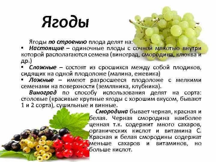 Классификация плодов и ягод. Характеристика ягоды. Классификация плодов ягод и овощей. Ягода классификация плода. Ягодка характеристика