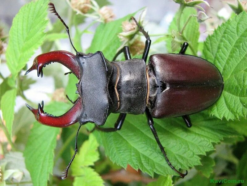 Жук олень Рогач. Жук-олень (Lucanus Cervus). Майский Жук Рогач. Жук Рогач и Жук олень. Жуки б буду