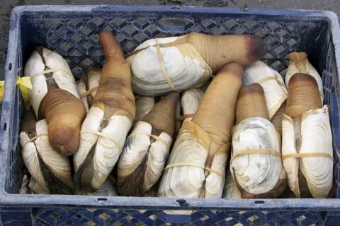 Ahousaht Ha’wiih declares closure of geoduck harvest during herring.