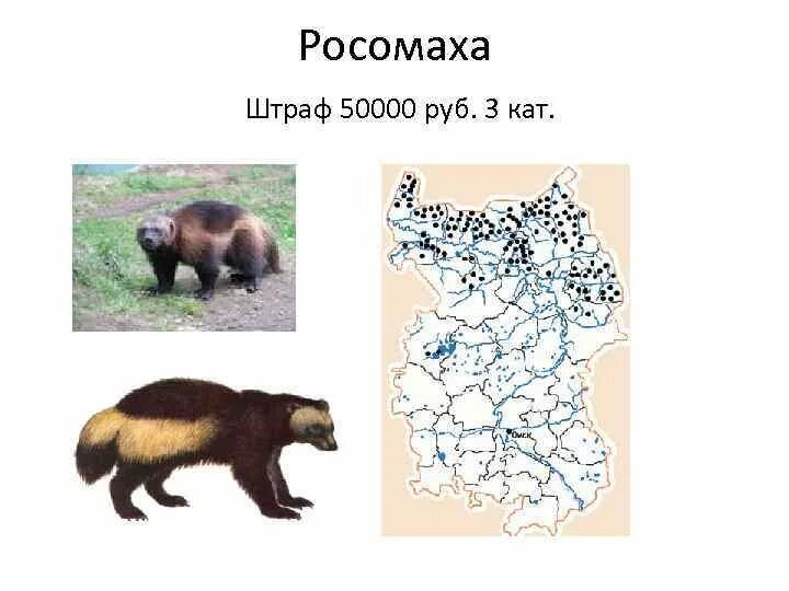 Листая Красную книгу природы Зауралья" 