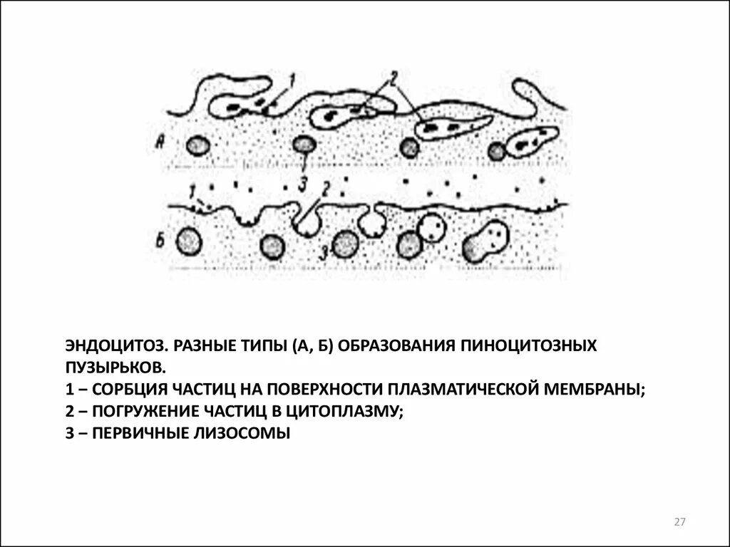 Эндоцитоз разные типы образования пиноцитозных пузырьков. Строение и функции пиноцитозного пузырька. Пиноцитозные пузырьки строение и функции. Пиноцитозные пузырьки особенности строения.