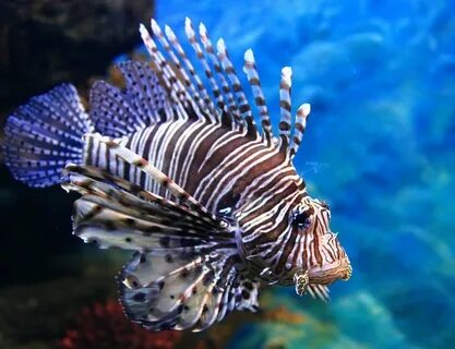 Fish videos