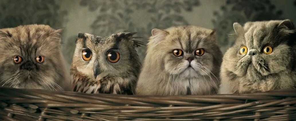 Друзья сколько сов. Три кота и сова. сова среди котят. совенок и котенок. кошка похожая на сову.