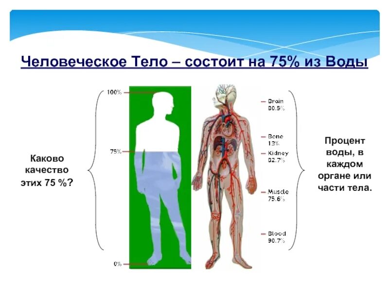 Состоит. Организм человека состоит из. из чего состоит человек. человеческое тело состоит из воды. из чего состоиттчеловек.