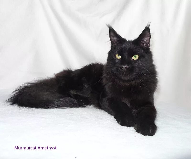 Мейн кун черный девочка. Мейн кун черный солид котенок. Мейн кун черный солид. Мейн кун девочка черный солид. Мейн кун черный девочка.