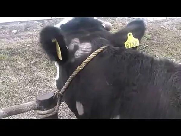Нодулярный дерматит крупного рогатого. Нодулярный дерматит крс симптомы. Лишай у теленка лечить. Узелковый нодулярный дерматит. Лишай у теленка лечить.