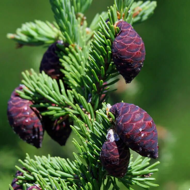 Ель черная Picea Mariana. Черная ель Black Spruce. Picea Mariana сосна. Черная ель Канада.
