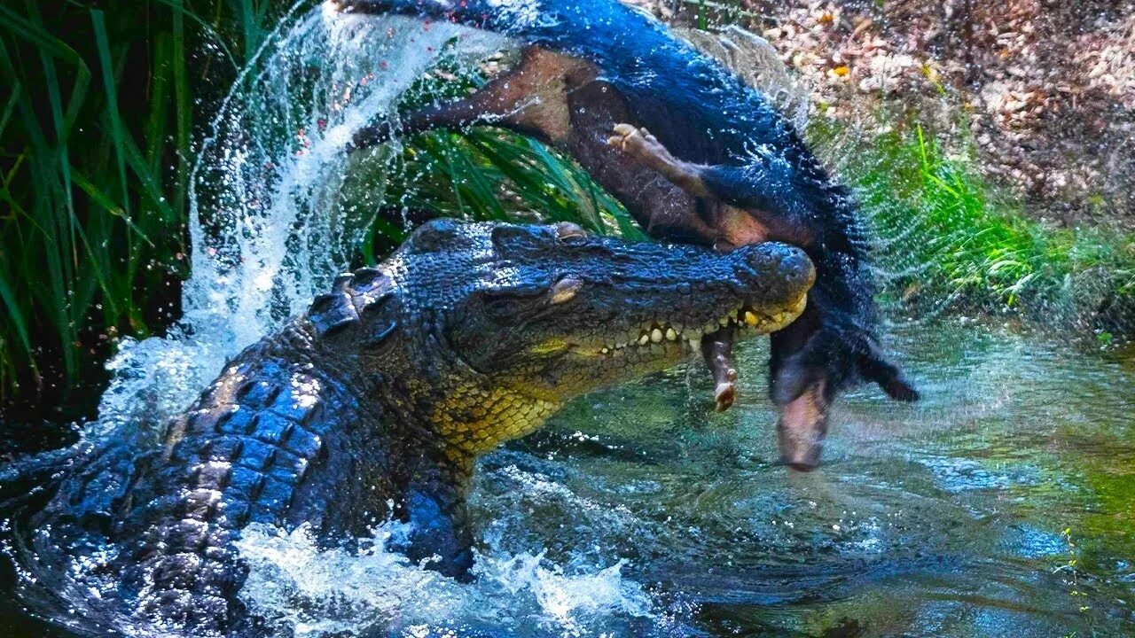Ловля крокодилов. Гребнистый крокодил против акулы. Гребнистый крокодил против тигра. Гребнистый крокодил ест. Индо Тихоокеанский крокодил.