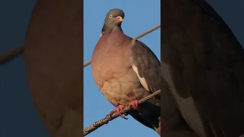 С далекого расстояния доносилось воркование голубя