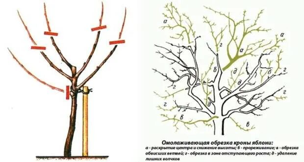 Можно ли обрезать верхушку у яблони. Обрезка декоративной яблони. яблоня роялти обрезка декоративная. яблоня роялти формировка. яблоня недзвецкого формирование кроны.