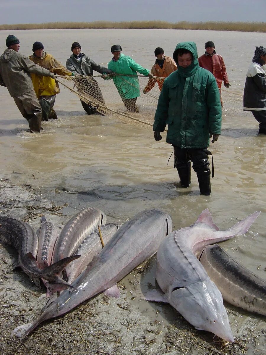 Какая рыба водится в каспийском