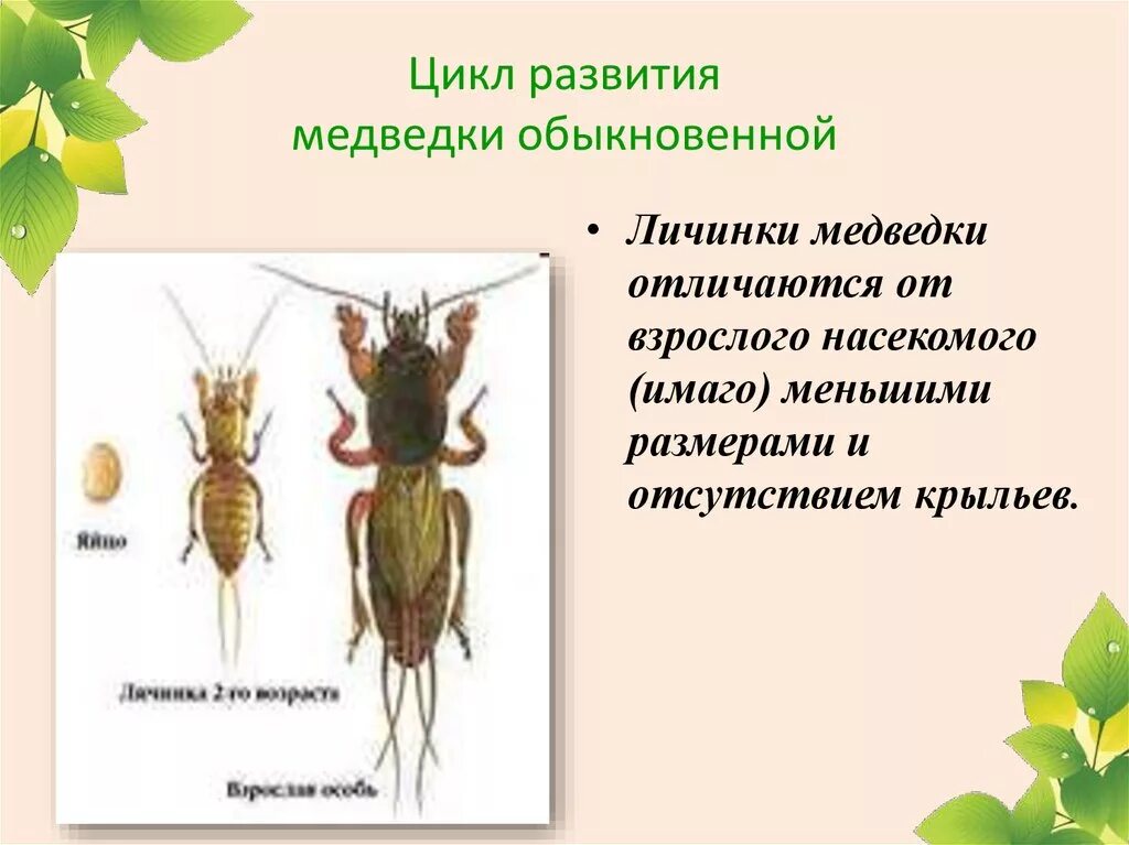 Медведка обыкновенная какое развитие. Медведка обыкновенная личинка. Цикл развития личинки медведки. Медведка обыкновенная стадии развития. Стадии развития медведки.