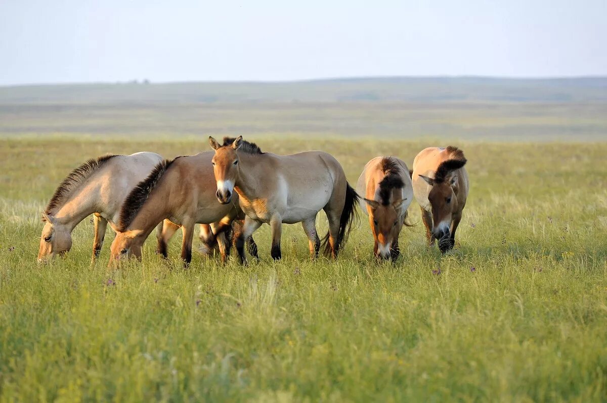 заповедник лошадей пржевальского оренбург. оренбургский заповедник лошади. лошадь пржевальского в оренбургской области заповедник. кобыла пржевальского. лошади пржевальского беляевский район.