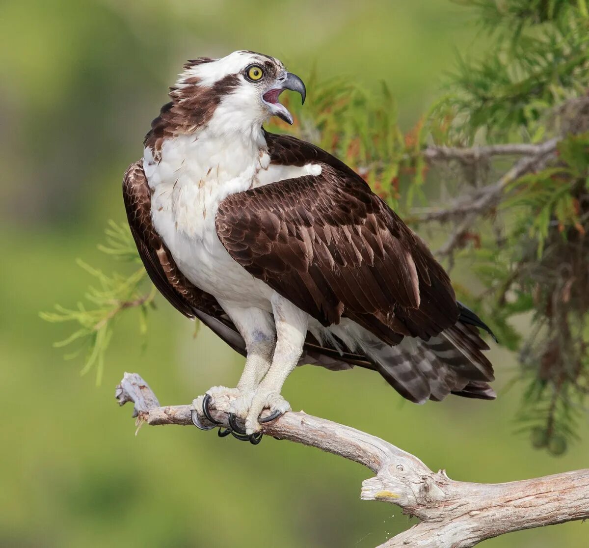 Скопа птица. Скопа – pandion haliaetus (linnaeus, 1758). Скопа хищная птица. Птица рыболов скопа. Скопа (pandion haliaetus).