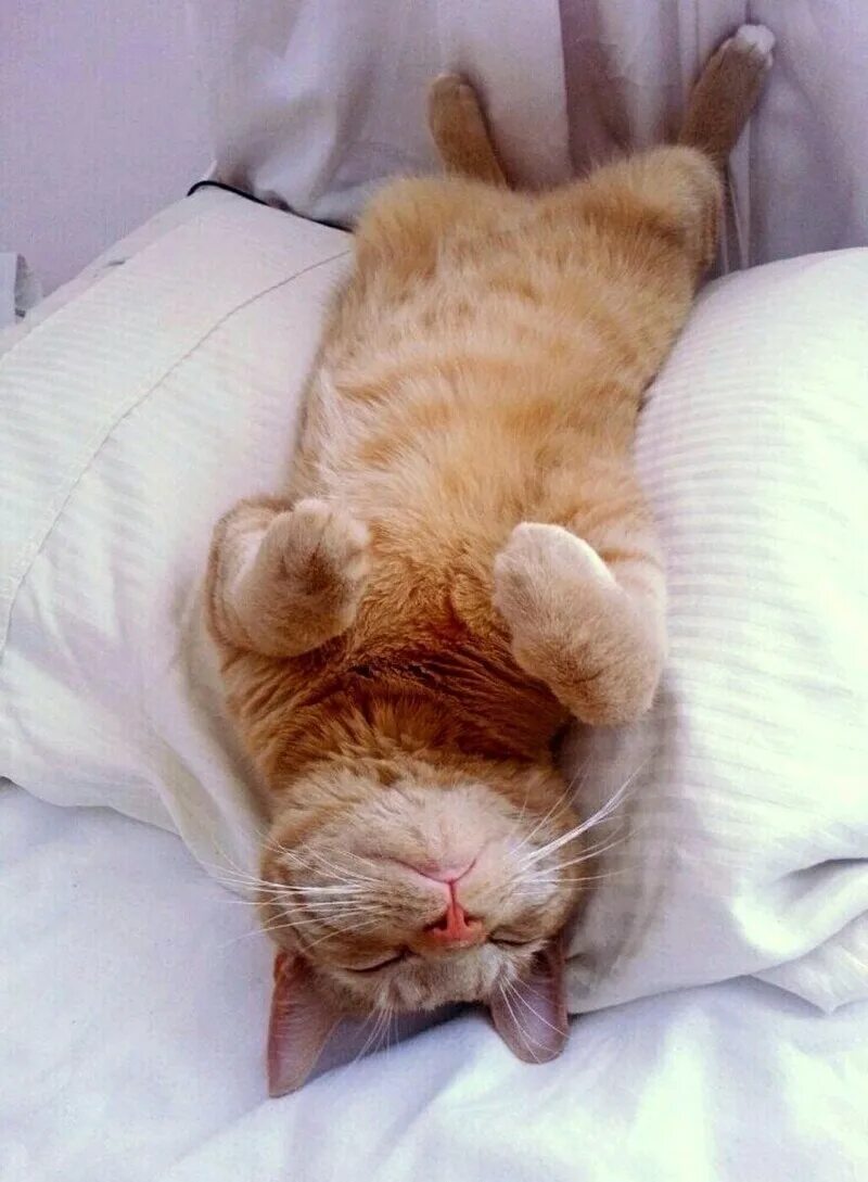 Спящий кот с высунутым языком. Засе нных. Засе нных. Спящие малыши. Сонное апноэ.