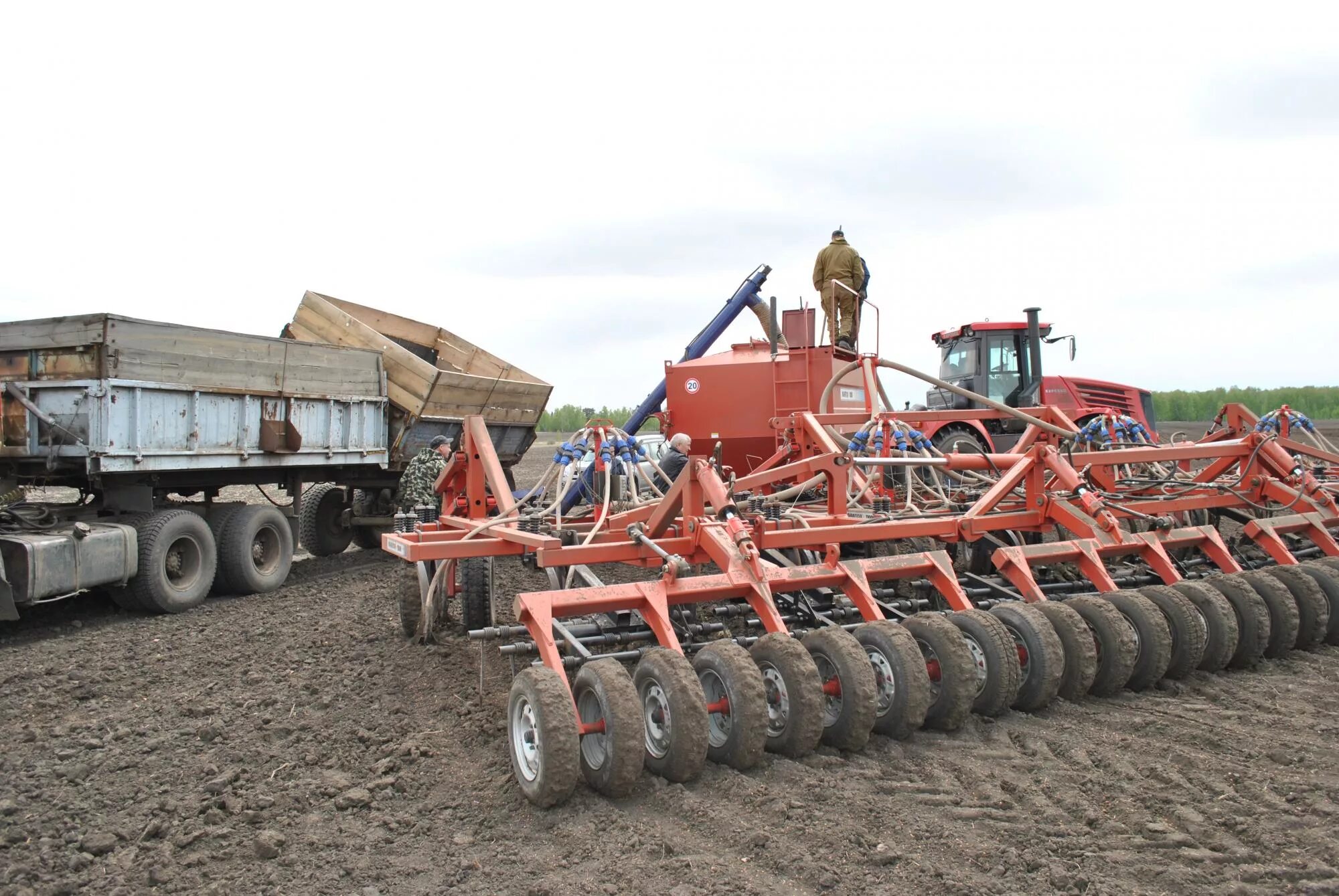 грузинский петр николаевич жатва. оранжевый земледелец f1. томат черри земледелец f1. ооо добрыня добринский район. компания avgust crop.