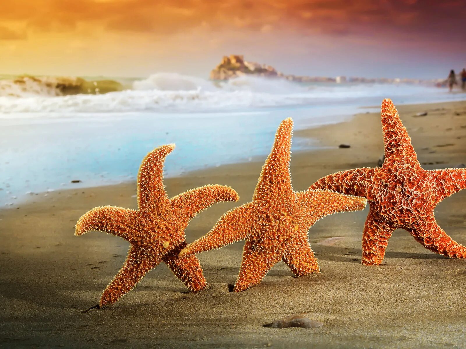 Морская звезда. Морская звезда на берегу. Морская звезда в море. Морская звезда картинка.