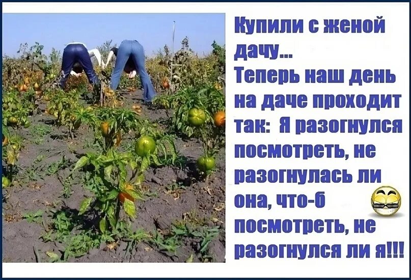 Никому не рад не посаженные деревья впр