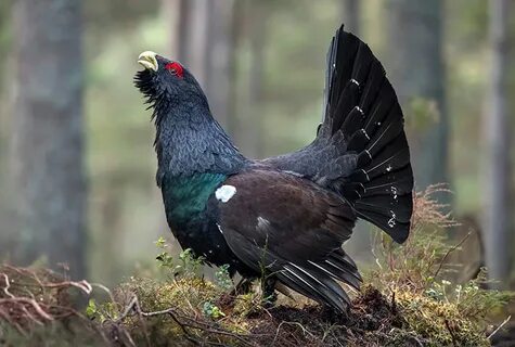 Глухарь ютуб