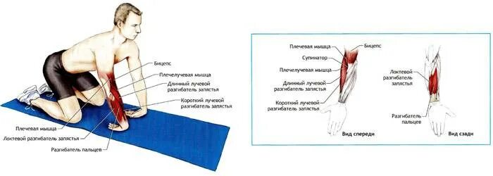 Болят сгибы локтей после тренировки