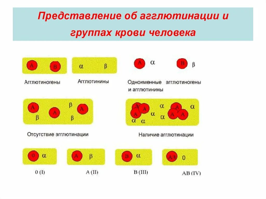 Схема реакции агглютинации группы крови. Группы крови реакция агглютинации рисунок. Реакция агглютиногенов и агглютинации. Схема переливания крови агглютинация. Занимать в этой группе определенное