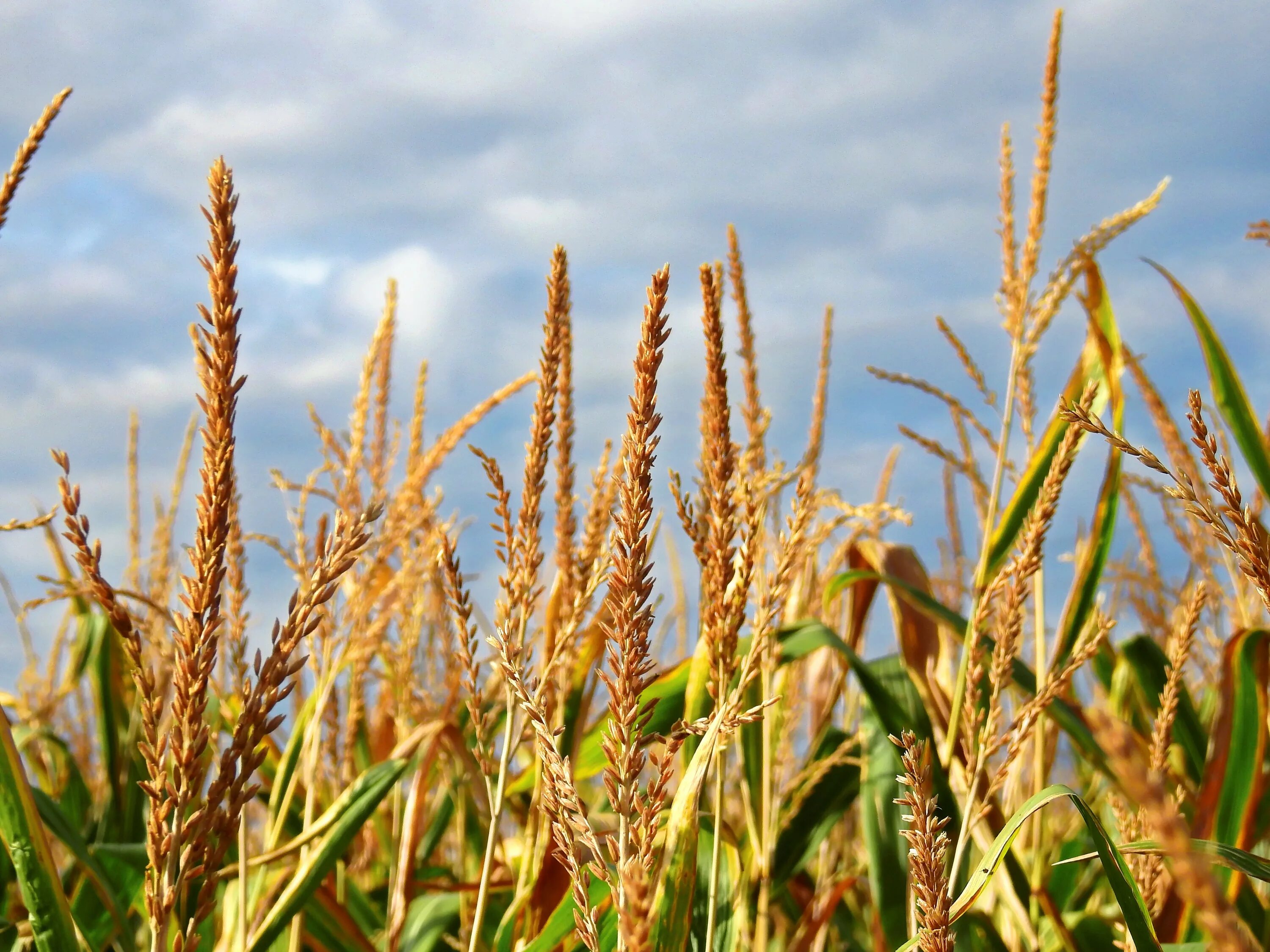 Производство злаковых. Пшеница Маис кукуруза. Маис зерно. Кукуруза зерновая культура. Колосья кукурузы.
