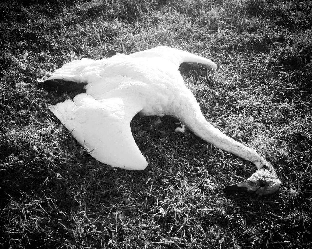 Не убивайте лебедей. Не убивайте лебедей