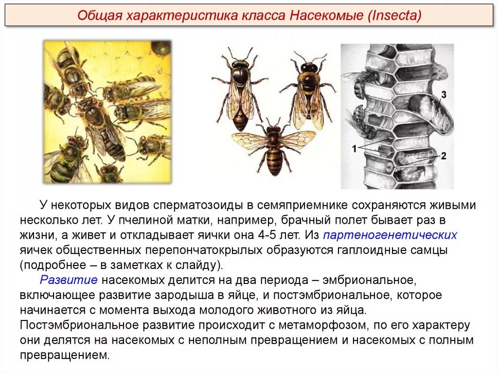 Насекомые с полным превращением. Оса полное или неполное превращение. Насекомые с полным превращением список. Группы насекомых с неполным превращением.