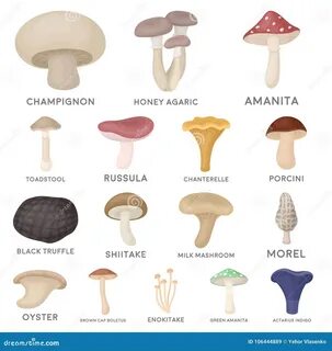 Как получить mushrooms