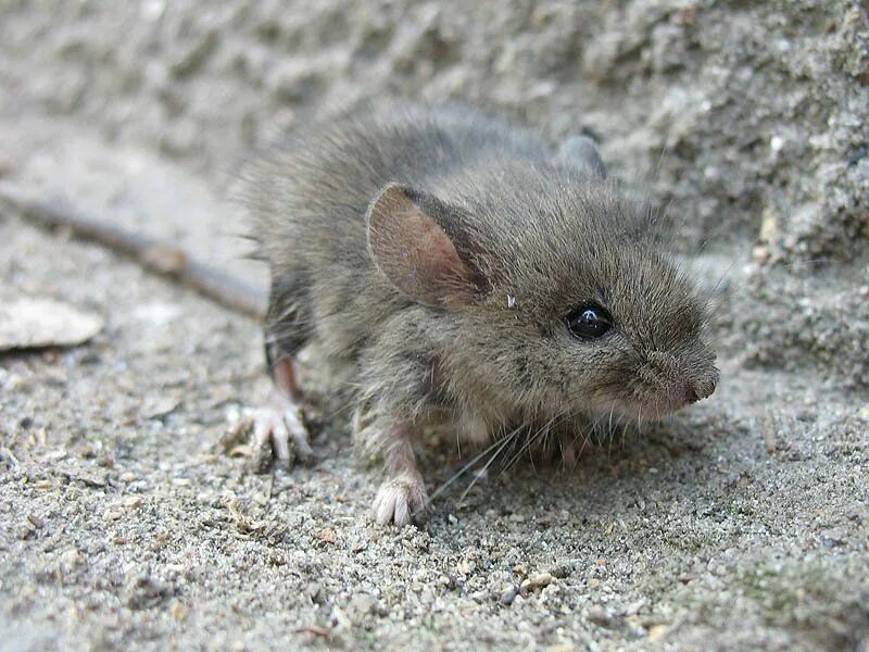 Мышка маленькая. Домовая мышь. Дикая мышь. Мышь серая обыкновенная. Small mice.
