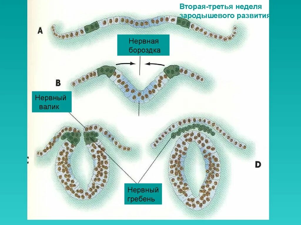 Нервный гребень. Формирование нервного гребня. Нервный гребешок. Миграция клеток нервного гребня. Формирующийся гребень