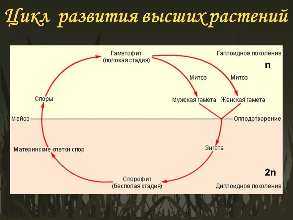 Схема жизненного цикла высших растений. Цикл развития высших растений схема. Циклы развития растений. Жизненный цикл высших споровых. Жизненные циклы высших споровых