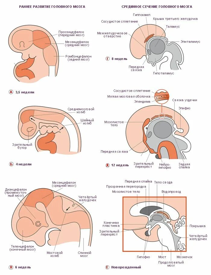 Внутриутробное развитие мозга. Схема развития головного мозга человека Сагиттальный разрез. Изобразите схему развития головного мозга человека. Эмбриогенез головного мозга схема. Схема развития головного мозга фронтальный разрез.