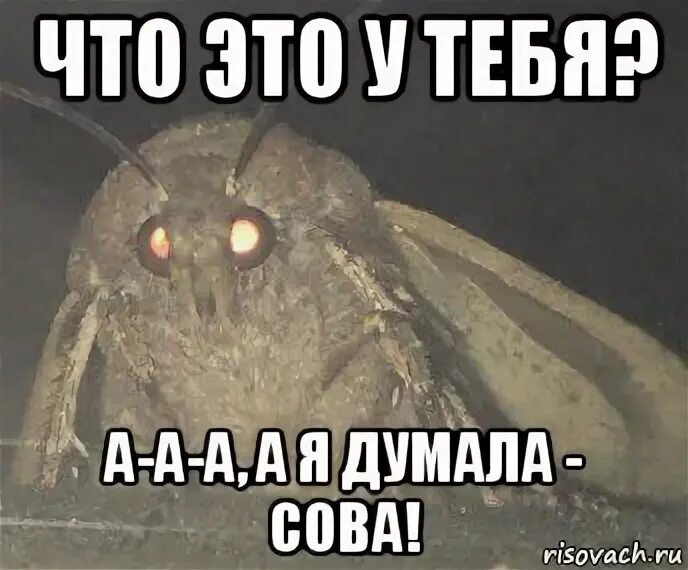 А я думала сова мем. А я думала сова. мемы а я думал сова. бабка а я думала сова.